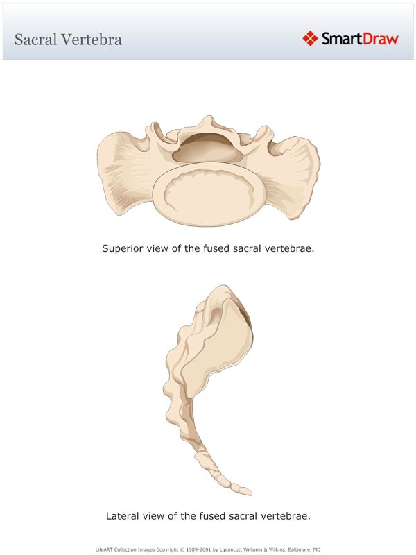 Sacral_Vertebra