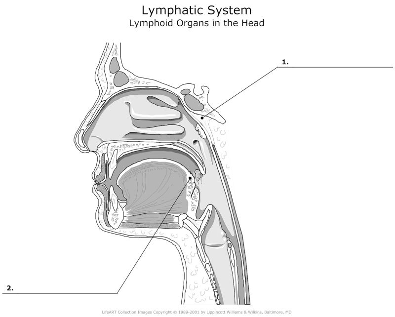 Lymphatic_System_Lymphoid_Organs_in_the_Head