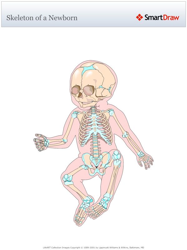 Skeleton_of_a_Newborn