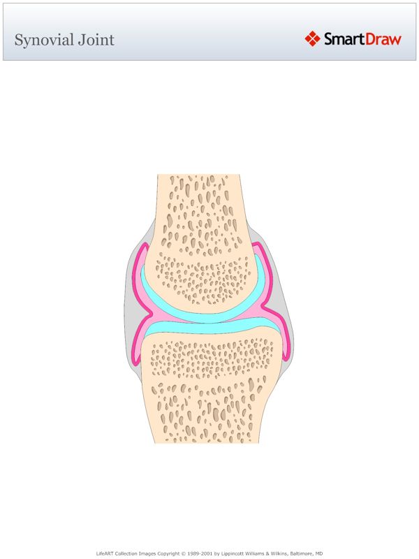 Synovial_Joint