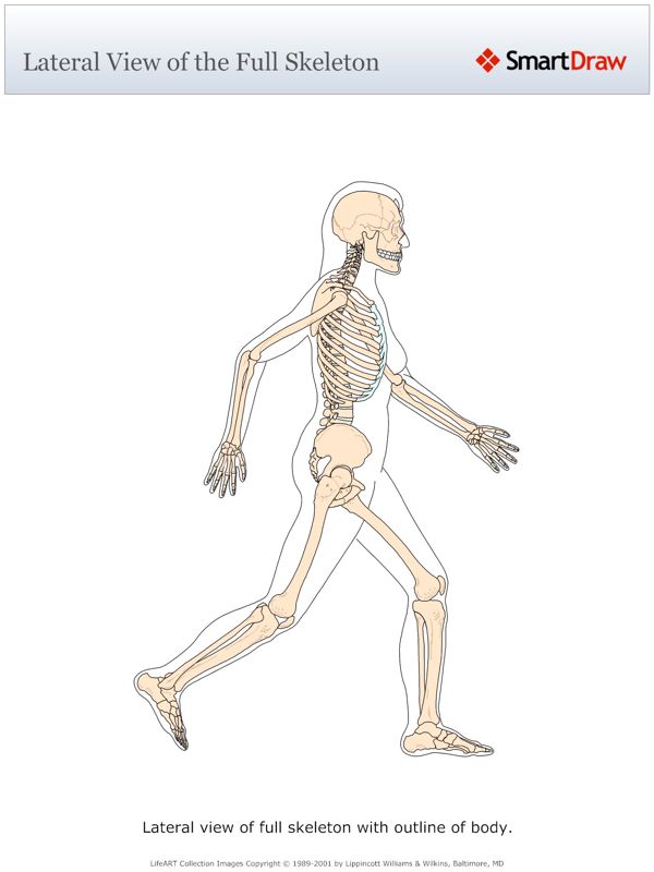 Lateral_View_of_the_Full_Skeleton