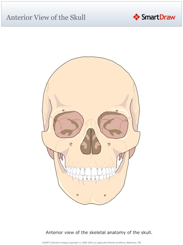 Anterior_View_of_the_Skull