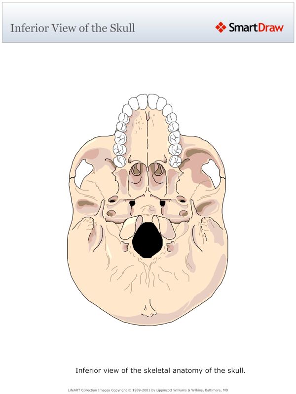 Inferior_View_of_the_Skull
