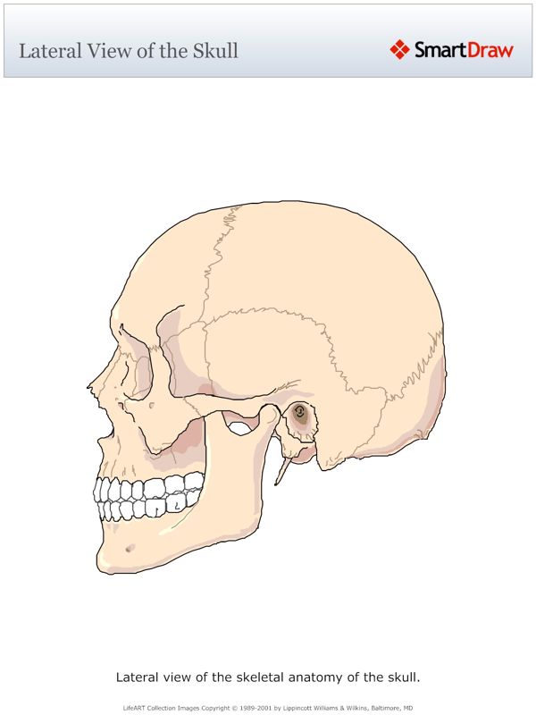 Lateral_View_of_the_Skull