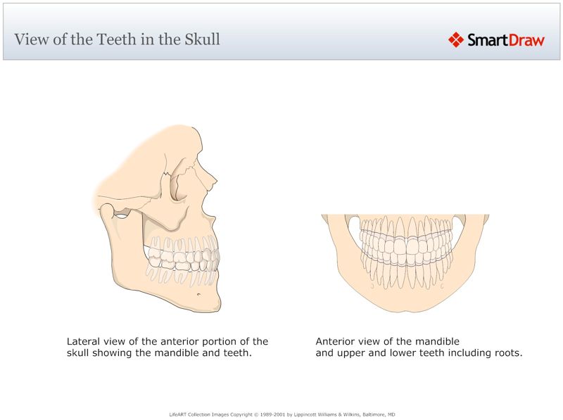 View_of_the_Teeth_in_the_Skull