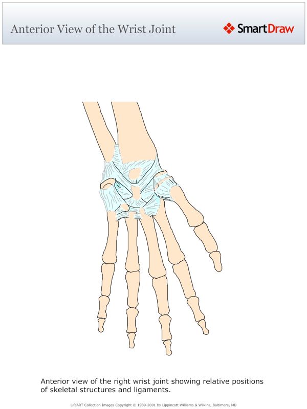 Anterior_View_of_the_Wrist_Joint