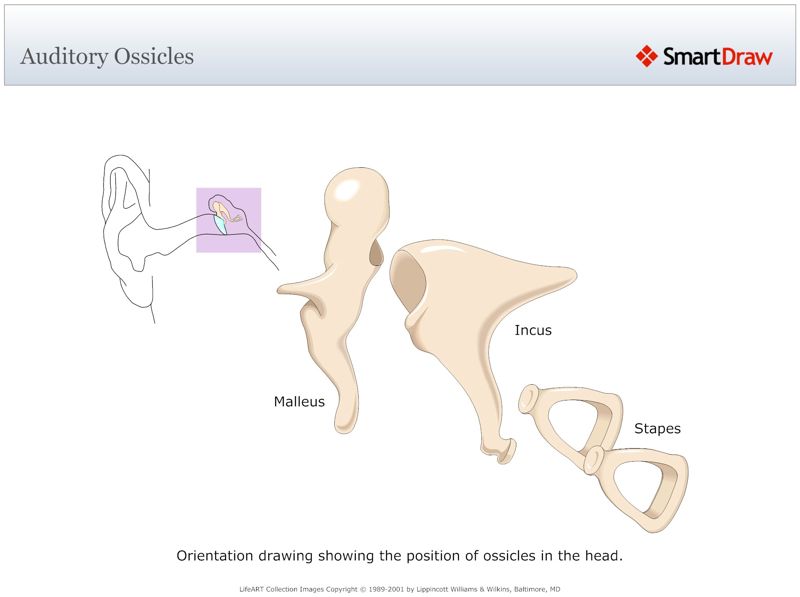 Auditory_Ossicles