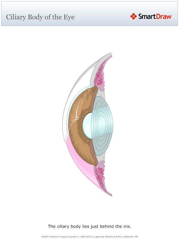 Ciliary_Body_of_the_Eye
