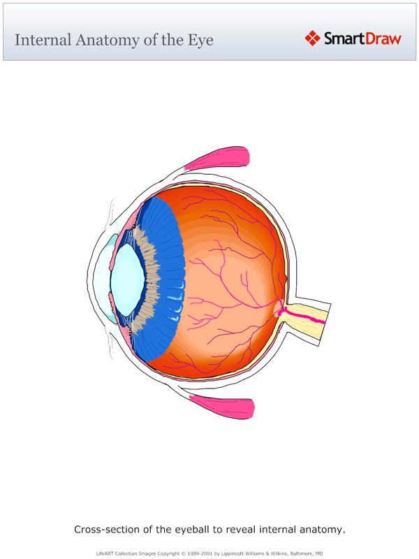 Internal_Anatomy_of_the_Eye