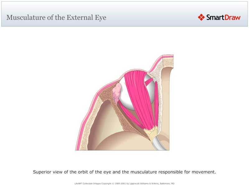 Musculature_of_the_External_Eye