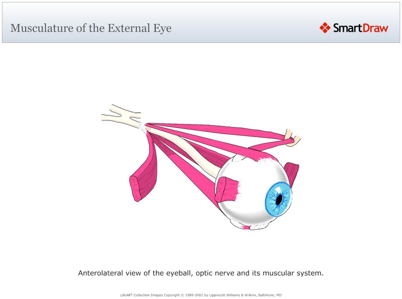 Musculature_of_the_External_Eye2