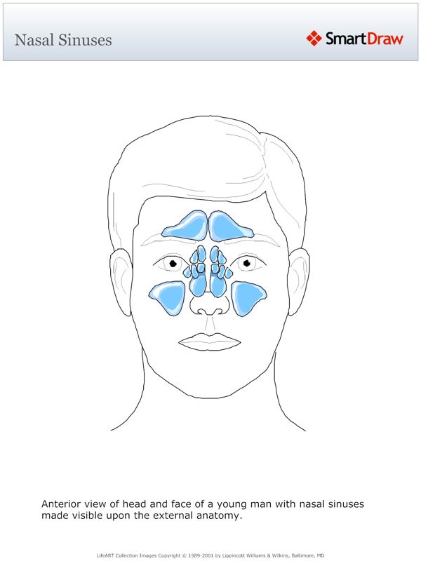 Nasal_Sinuses