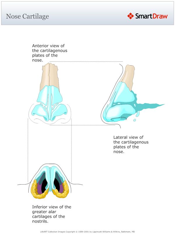 Nose_Cartilage