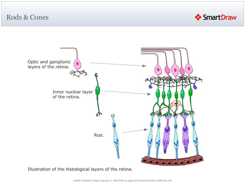 Rods_&_Cones