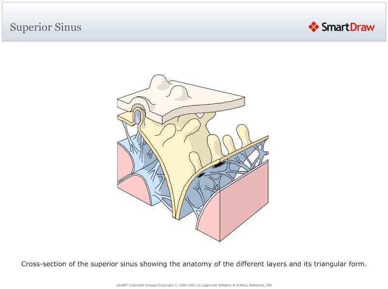 Superior_Sinus