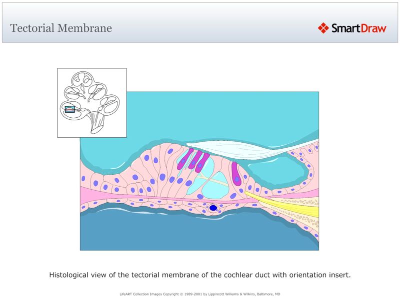 Tectorial_Membrane
