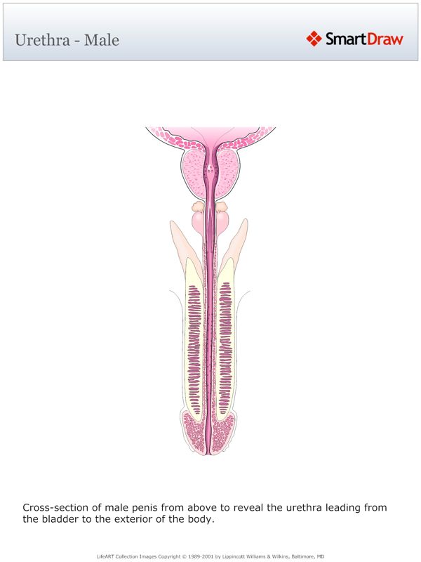 Urethra_-_Male