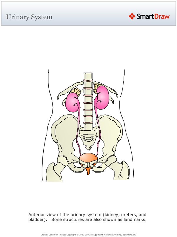 Urinary_System4
