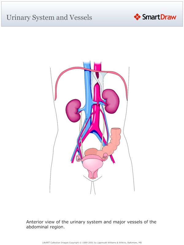 Urinary_System_and_Vessels
