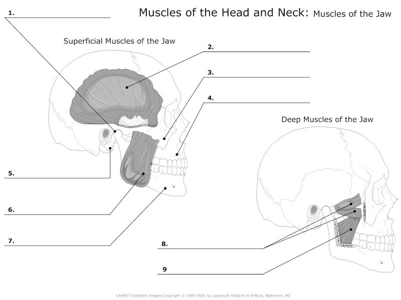 Muscles_of_the_Head_and_Neck Muscles_of_the_Jaw