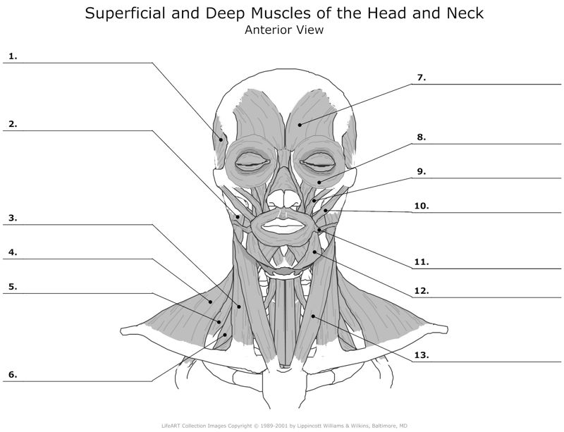 Superficial_and_Deep_Muscles_of_the_Head_and_Neck Anterior_View