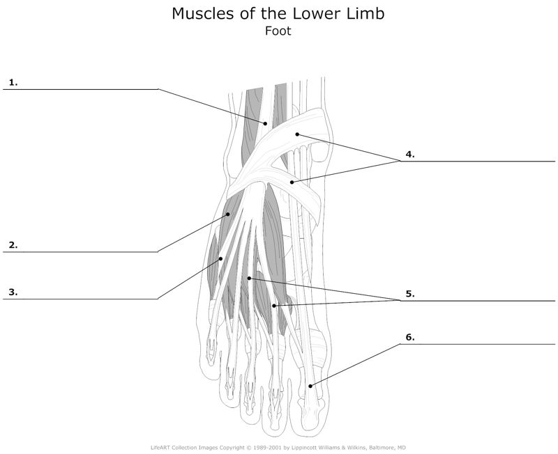 Muscels_of_the_Lower_Limb Foot