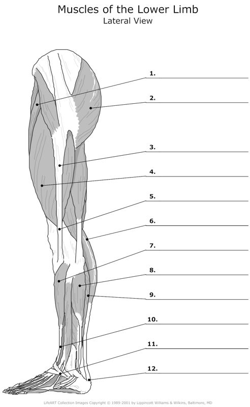 Muscels_of_the_Lower_Limb Lateral_View