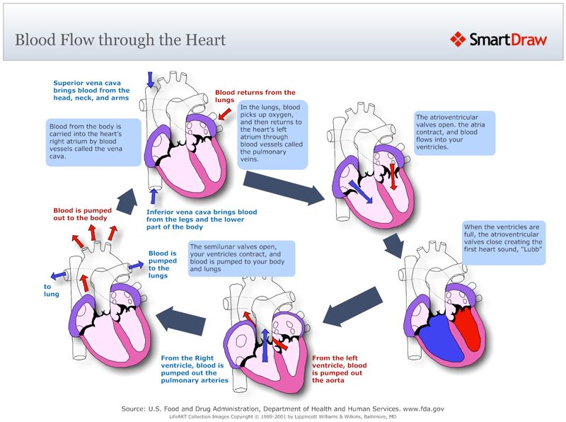 Blood_Flow_through_the_Heart