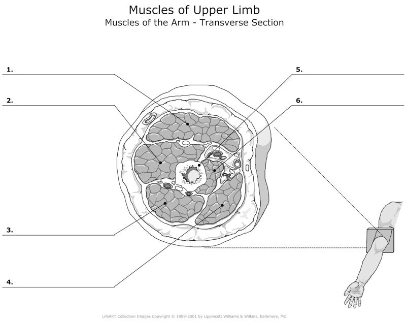 Muscels_of_the_Upper_Limb Muscles_of_the_Arm_Transverse_Section