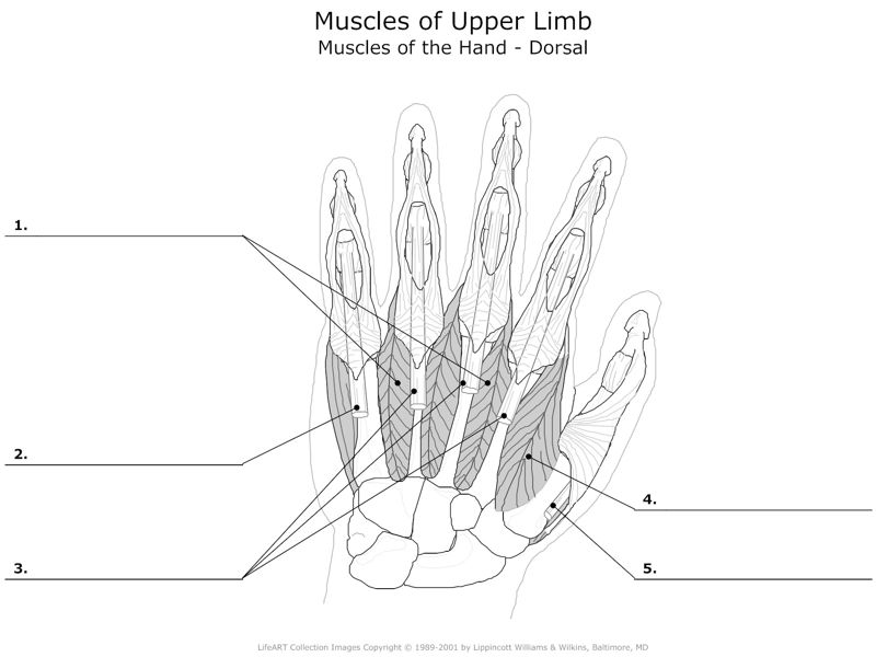Muscels_of_Upper_Limb Muscels_of_the_Hand_Dorsal