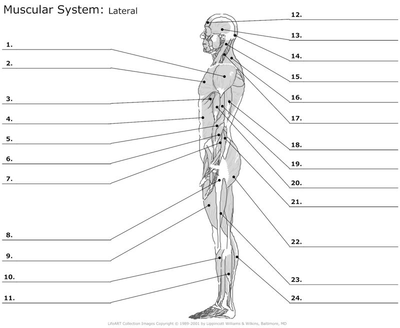 Muscular_System Lateral