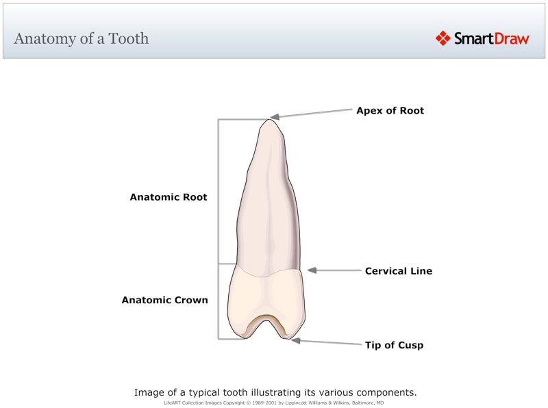 Anatomy_of_a_Tooth