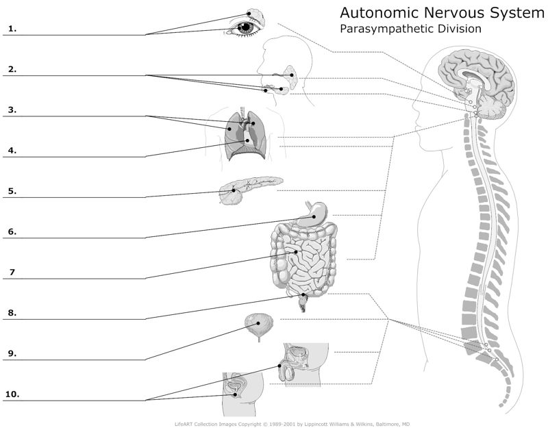 Autonomic_Nervous_Sysem Parasympathetic Division