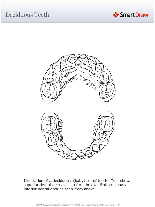 Deciduous_Teeth