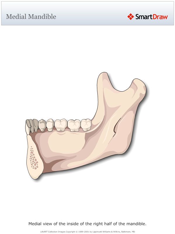 Medial_Mandible