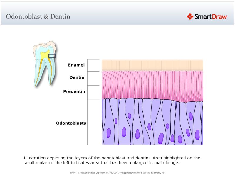 Odontoblast_&_Dentin