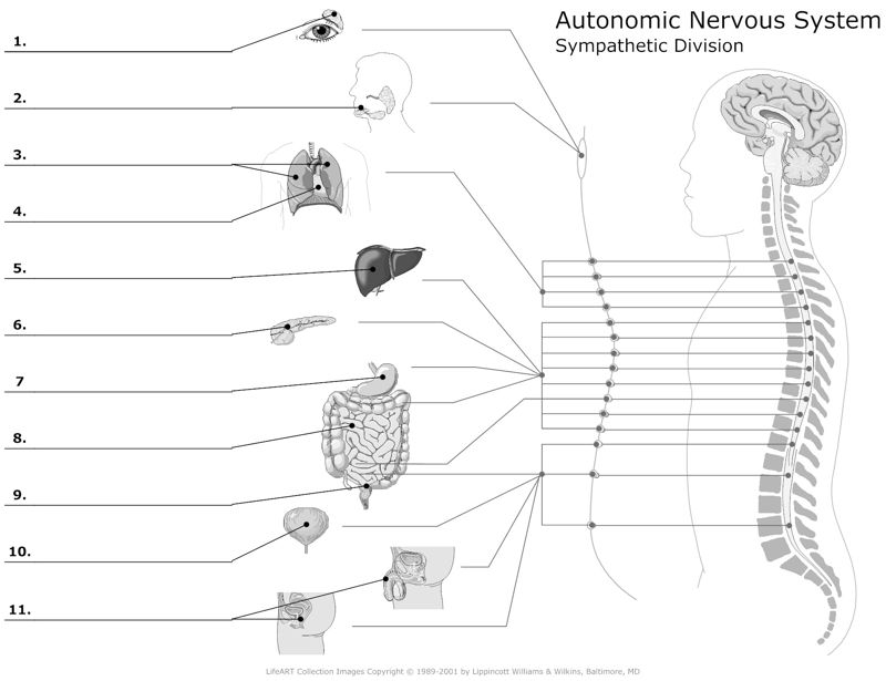 Autonomic_Nervous_Sysem Sympathetic Division