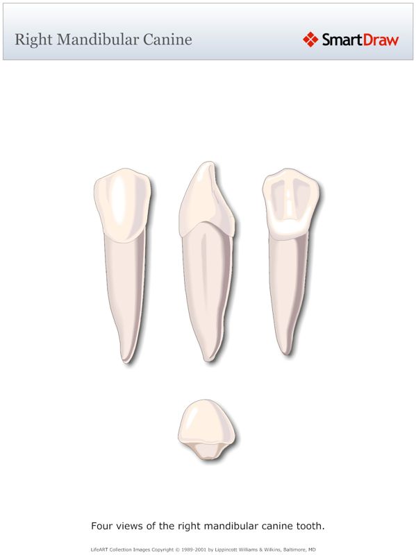 Right_Mandibular_Canine
