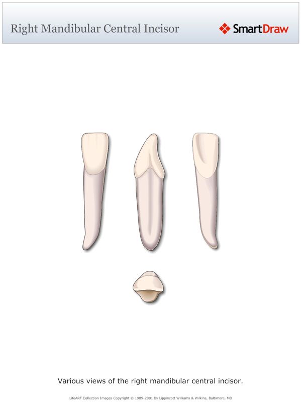 Right_Mandibular_Central_Incisor