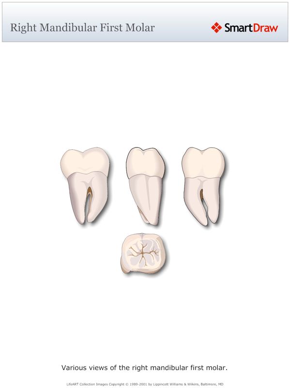 Right_Mandibular_First_Molar