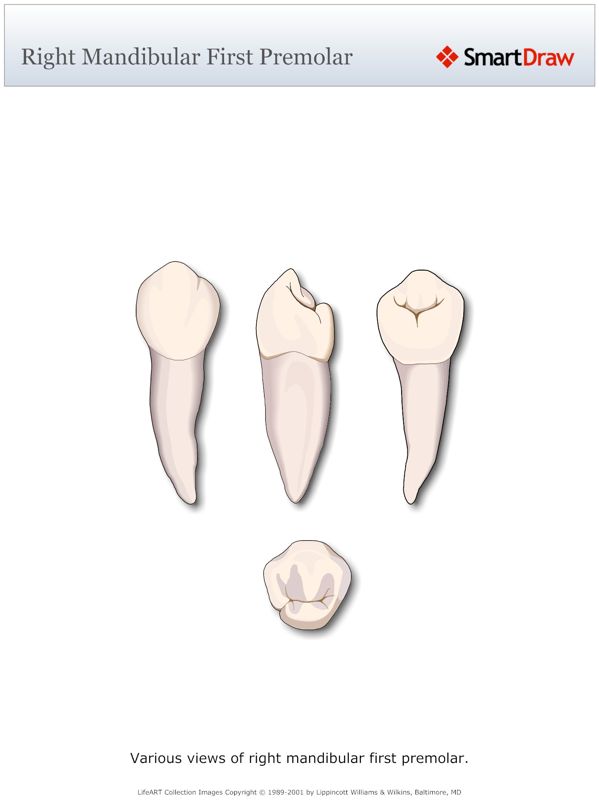 Right_Mandibular_First_Premolar