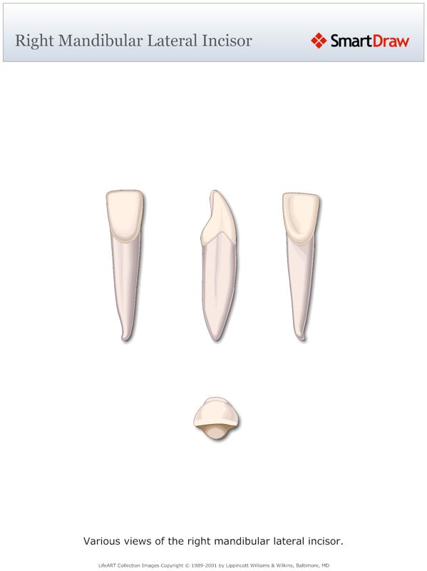 Right_Mandibular_Lateral_Incisor