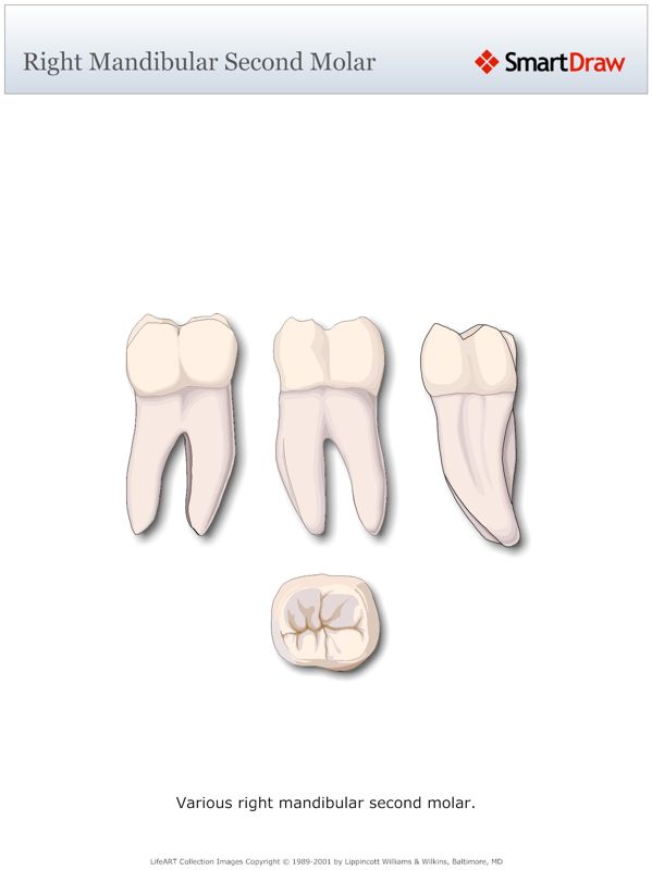 Right_Mandibular_Second_Molar