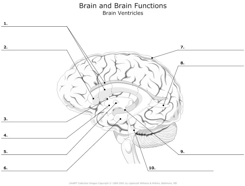 Brain_and_Brain_Functions Brain Ventricles