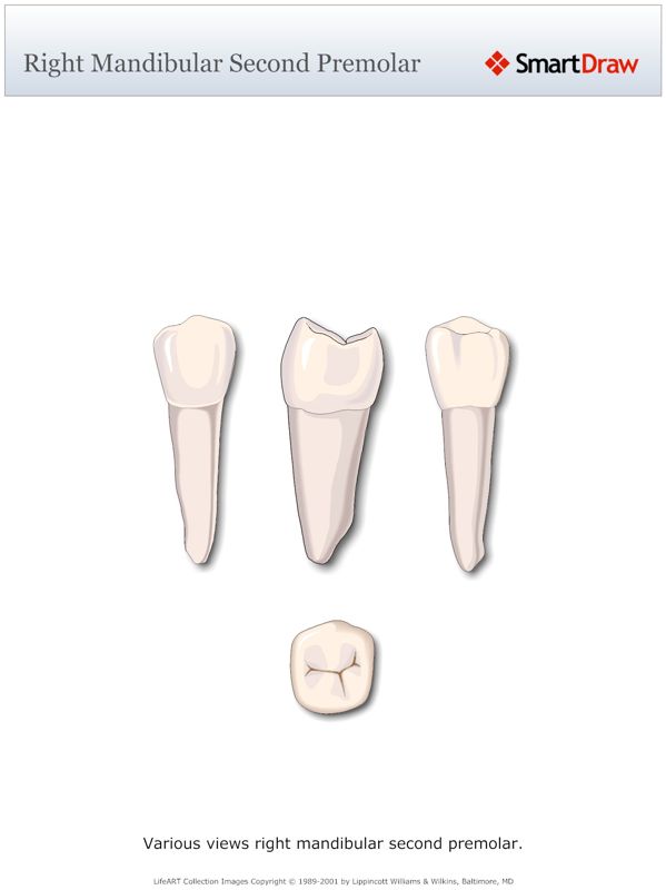 Right_Mandibular_Second_Premolar