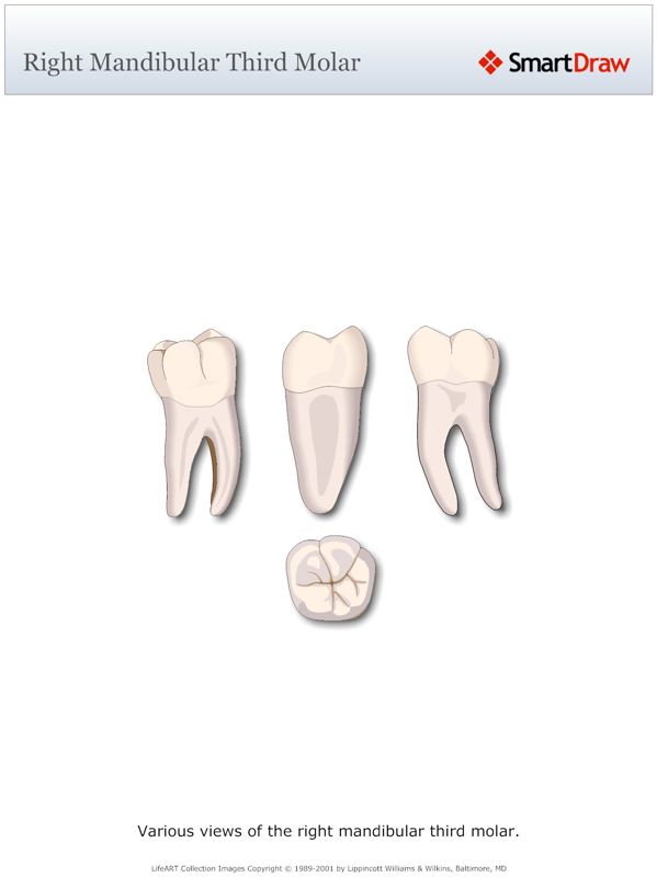 Right_Mandibular_Third_Molar