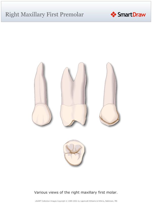 Right_Maxillary_First_Premolar
