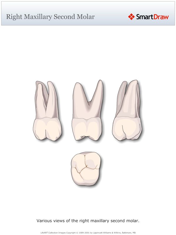 Right_Maxillary_Second_Molar
