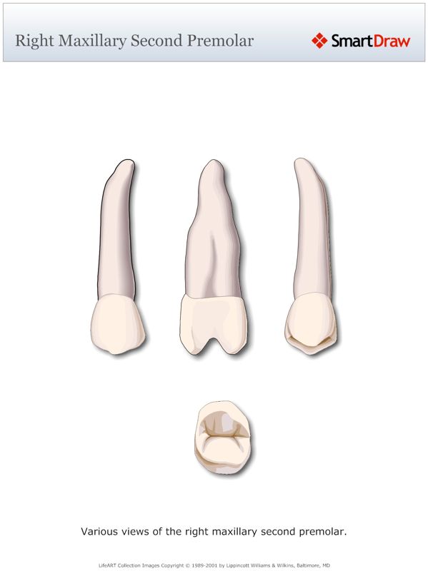 Right_Maxillary_Second_Premolar