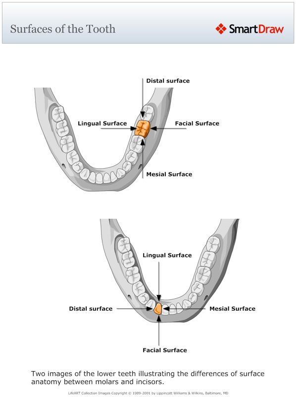 Surfaces_of_the_Tooth